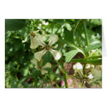 arugula blossoms cards