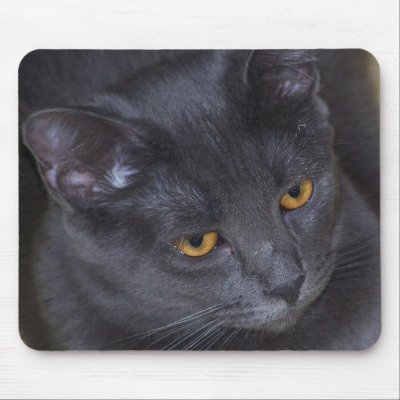 Arys gray kitty mousepad by KatAnnette