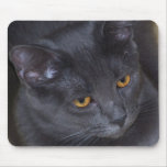 Arys gray kitty mousepads