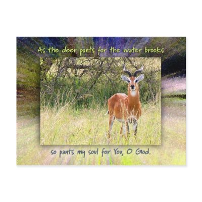 As The Deer Pants for the Water Brooks... Postcard by 10mmChristians