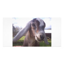 ASAPFarm Joey photo cards by asapfarm ASAPFarm Joey photo cards