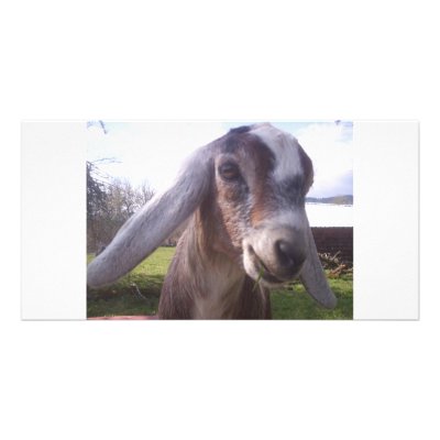 ASAPFarm Joey Photo Greeting Card by asapfarm