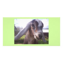 ASAPFarm Joey photo cards