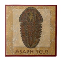 Asaphiscus Fossil Trilobite tiles