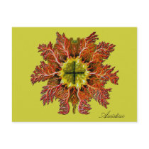 Ascidiac Postcard