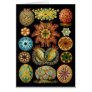 Ascidiacea Greeting Card