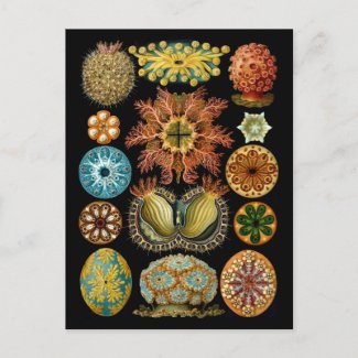 Ascidiacea postcard