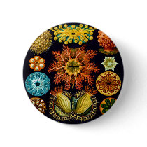 Ascidiacea (Sea Squirts), Ernst Haeckel buttons