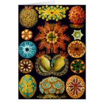 Ascidiacea (Sea Squirts), Ernst Haeckel cards
