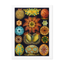 Ascidiacea (Sea Squirts), Ernst Haeckel postcards