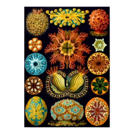 Ascidiacea (Sea Squirts), Ernst Haeckel print