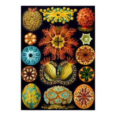 Ascidiacea (Sea Squirts), Ernst Haeckel Print by vintagetreasurechest