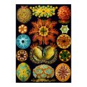 Ascidiacea (Sea Squirts), Ernst Haeckel posters by vintagetreasurechest Ascidiacea (Sea Squirts), Ernst Haeckel posters