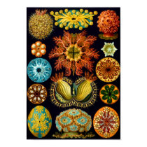 Ascidiacea (Sea Squirts), Ernst Haeckel posters