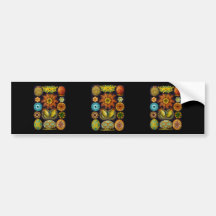 Ascidiae Bumper Sticker