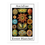 Ascidiae by Ernst Haeckel Post Cards