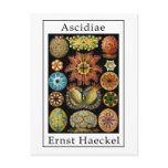 Ascidiae by Ernst Haeckel Post Cards