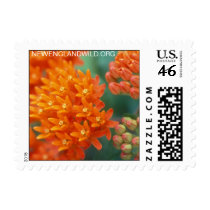 Asclepias tuberosa, butterfly milkweed postage