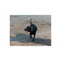 Ashley Black Labrador posters
