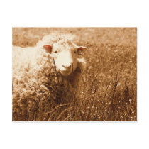 Ashley in Sepia Post Card