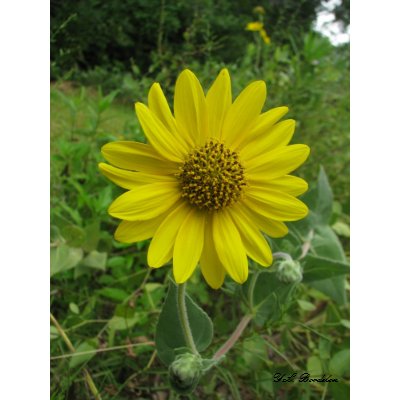 Ashy Sunflower print