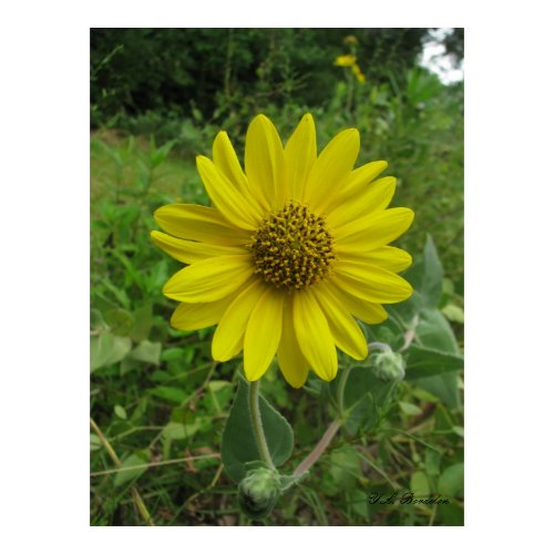Ashy Sunflower print
