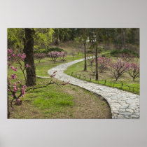 Asia, China, Beijing. Spring blossoms along
