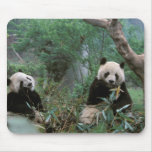 Asia, China, Chengdu. Giant Panda Sanctuary - 2 Mouse Pads