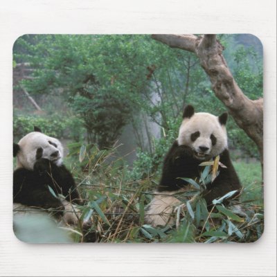 Asia, China, Chengdu. Giant Panda Sanctuary - 2 Mouse Pads by danitadelimont