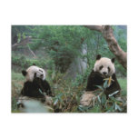 Asia, China, Chengdu. Giant Panda Sanctuary - 2 Post Cards