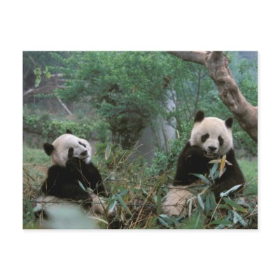 Asia, China, Chengdu. Giant Panda Sanctuary - 2 Post Cards by danitadelimont