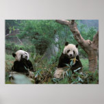 Asia, China, Chengdu. Giant Panda Sanctuary - 2