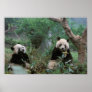 Asia, China, Chengdu. Giant Panda Sanctuary - 2