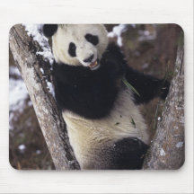 Asia, China, Sichuan Province. Giant Panda up a Mousepad