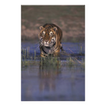 ASIA, India Tiger walking through the water