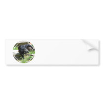 Asian Bearcat Bumper Sticker