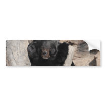 Asian Black Bear Bumper Sticker