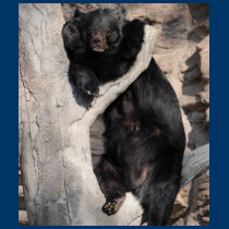Asian Black Bear t-shirts