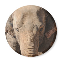 Asian Elephant Magnets