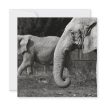 Asian Elephant Poster Invite