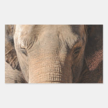 Asian Elephant Rectangular Sticker