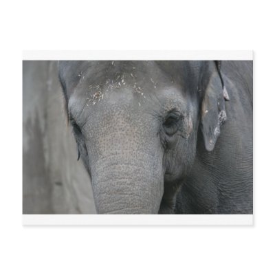 Asian Elephant w/ Sawdust Forehead Post Cards by Laddhalupa
