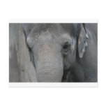 Asian Elephant w/ Sawdust Forehead Post Cards