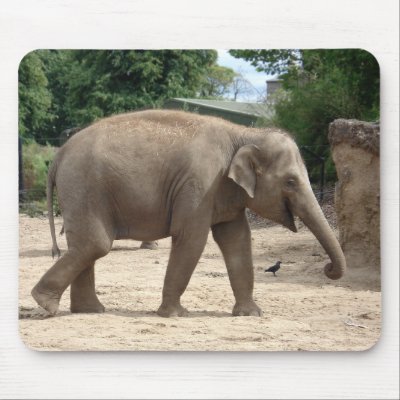 Asian Elephant Walking On Sand Mousepad by DigitalDreambuilder