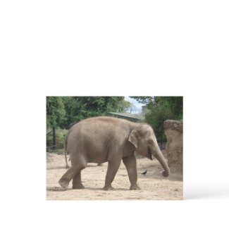 Asian Elephant Walking On Sand Postcard postcard