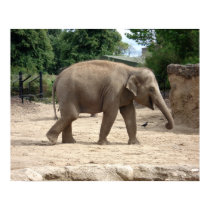 Asian Elephant Walking On Sand To Water Print