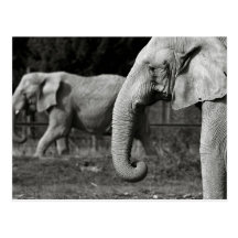 Asian Elephants Postcard