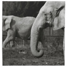 Asian Elephants Set of Four Napkins