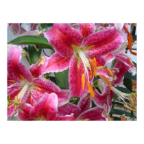 Asian Lilies posters by Pinywood Asian Lilies posters