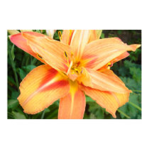 Asian Lily posters by caitlininpink Asian Lily posters